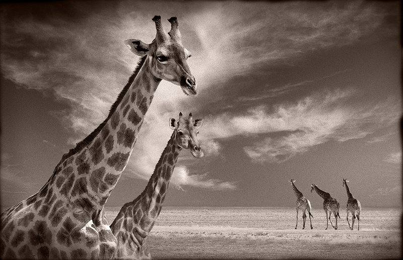 159 - girafes - VEKEMANS Muriel - belgium.jpg